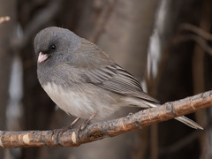 Junco hyemalis