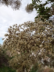 Strobocalyx arborea
