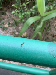 Lepidoptera