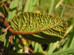 Hermannia transvaalensis