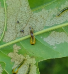 Caliroa quercuscoccineae