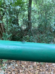 Araneae