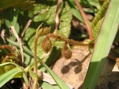 Hermannia transvaalensis