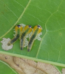 Caliroa quercuscoccineae