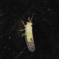 Cacopsylla annulata