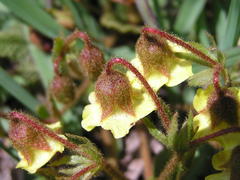 Hermannia transvaalensis