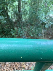 Araneae