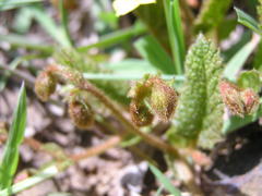 Hermannia transvaalensis