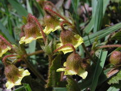 Hermannia transvaalensis