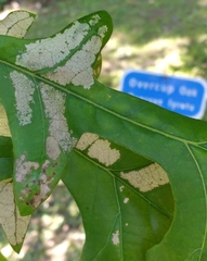 Caliroa quercuscoccineae