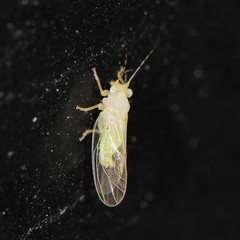 Cacopsylla annulata