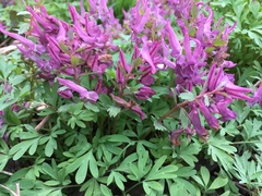 Corydalis solida