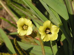 Hermannia transvaalensis