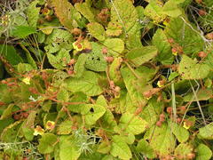 Hermannia transvaalensis