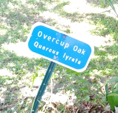 Caliroa quercuscoccineae