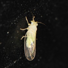 Cacopsylla annulata