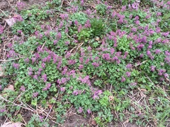 Corydalis solida