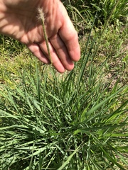 Bothriochloa laguroides