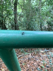 Araneae