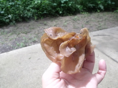 Auricularia auricula-judae