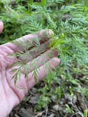 Trepocarpus aethusae