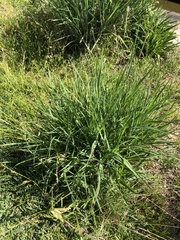 Bothriochloa laguroides