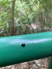 Calacta lugubris
