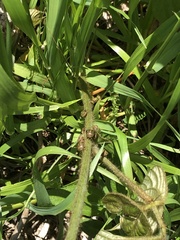 Megacopta punctatissima