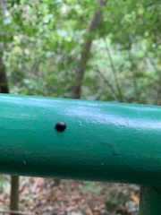 Calacta lugubris