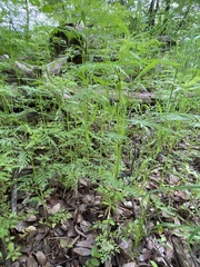 Trepocarpus aethusae