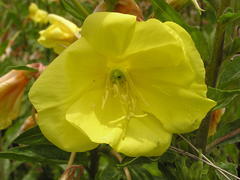 Oenothera stricta stricta