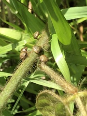 Megacopta punctatissima