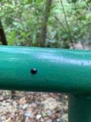Calacta lugubris
