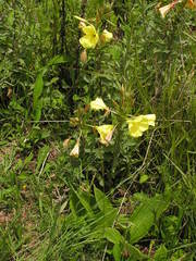 Oenothera stricta stricta