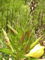 Oenothera stricta stricta