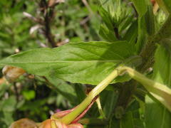 Oenothera stricta stricta