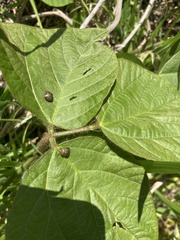 Megacopta punctatissima