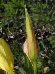 Oenothera stricta stricta