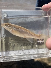 Fundulus zebrinus