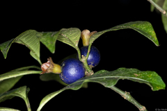 Psychotria nuda