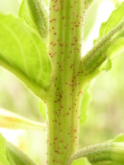 Oenothera stricta stricta