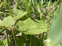 Megacopta punctatissima