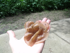 Auricularia auricula-judae