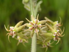 Miraglossum pulchellum