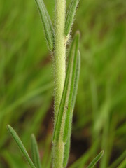 Miraglossum pulchellum