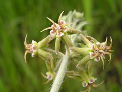 Miraglossum pulchellum