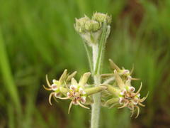 Miraglossum pulchellum
