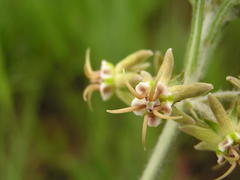 Miraglossum pulchellum