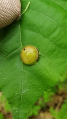 Phylloxera caryaescissa