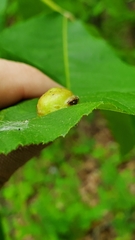 Phylloxera caryaescissa